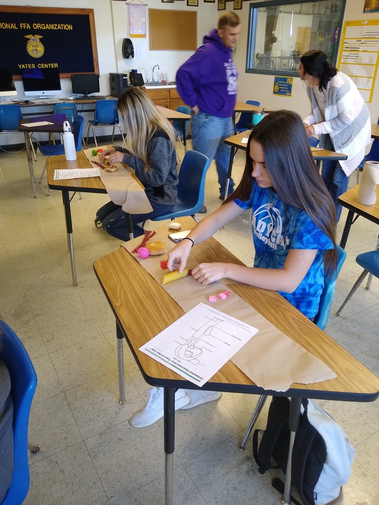 working on digestive system